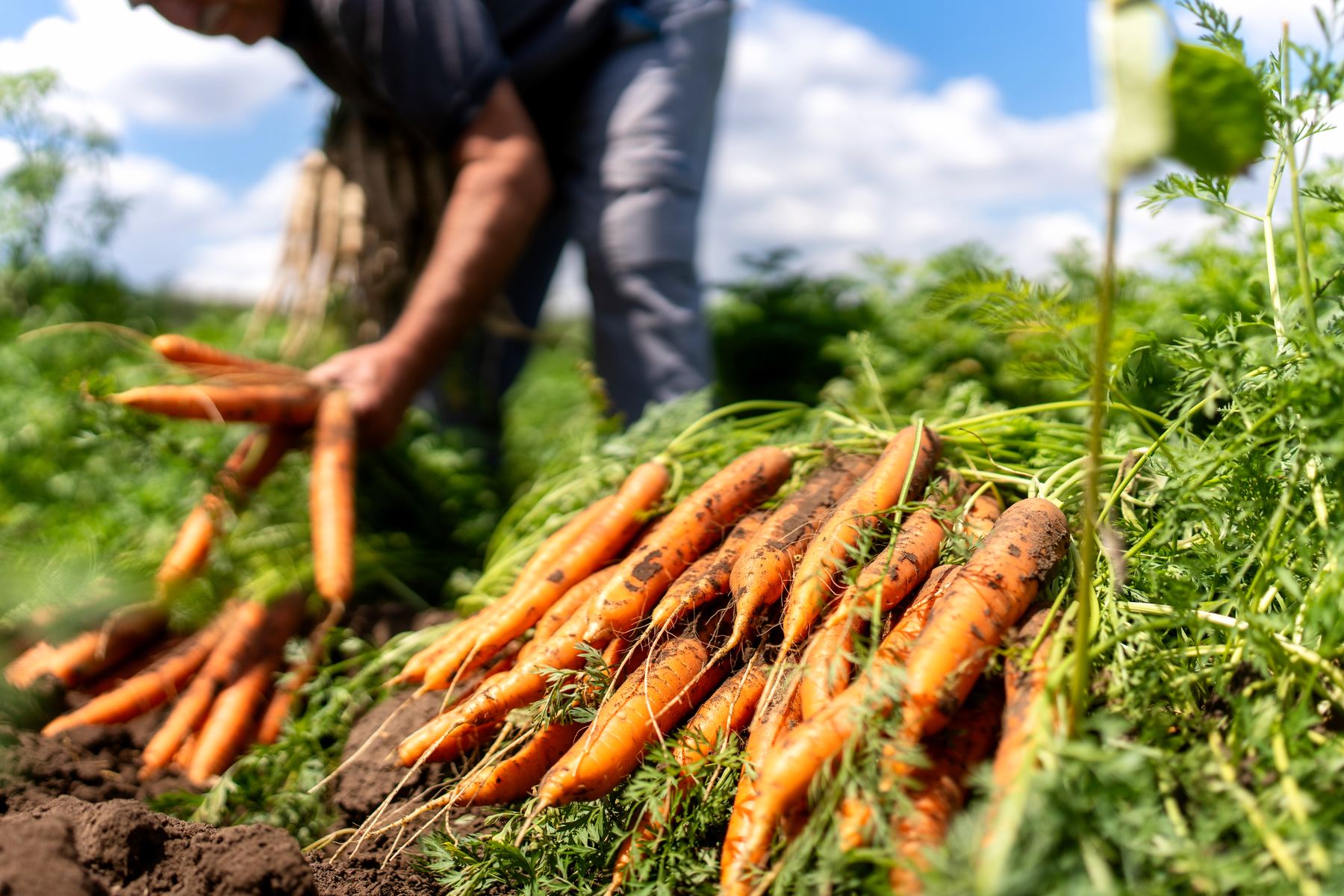 Frissen szedett sárgarépa
